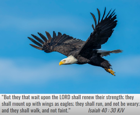 Lord will renew their strength